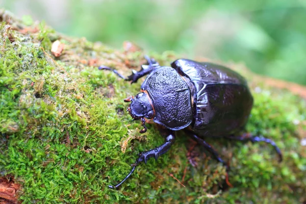 Mars elephant beetle (Megasoma mars) in Ecuador — Stock Photo, Image