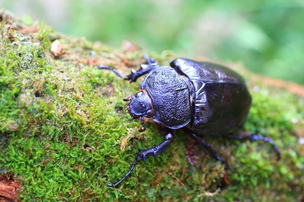 Mars elefantkäfer (megasoma mars) in ecuador — Stockfoto