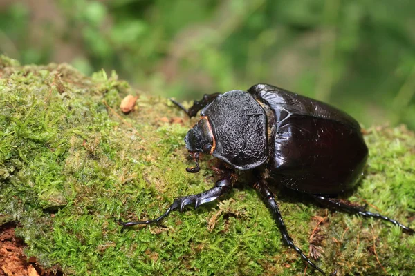 Escarabajo elefante de Marte (Megasoma mars) en Ecuador — Foto de Stock