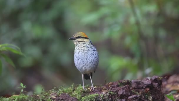 Пение голубой питты (Hydrornis cyaneus) в национальном парке Кхао Яй, Таиланд — стоковое видео
