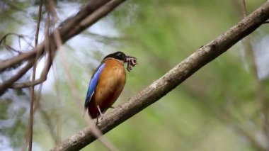 Mavi kanatlı pide (pide moluccensis) Kaengkrachan Milli Parkı, Tayland'da iç içe geçirme