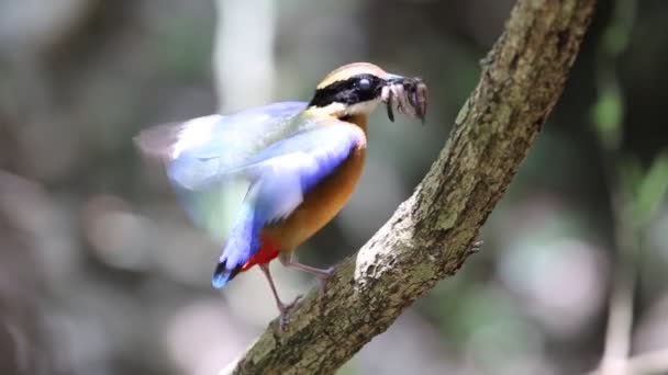 Kékszárnyú pitta (Pitta melanospilost) fészkelő Kaengkrachan Nemzeti Park, Thaiföld — Stock videók