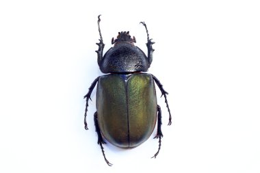 İzole Caucasus böceği (Chalcosoma chiron)