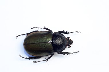 İzole Caucasus böceği (Chalcosoma chiron)