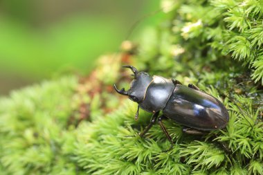 Amami Island, Japonya'nın Okinawa küçük geyik böceği (Dorcus amamianus)