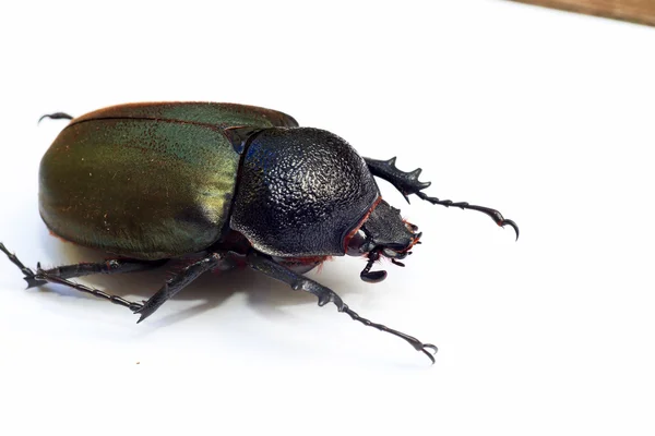 Caucasus bogár (Chalcosoma chiron) elszigetelt — Stock Fotó