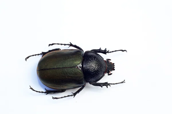 免震コーカサス甲虫 (コーカサスオオカブトムシ ケイロン) — ストック写真