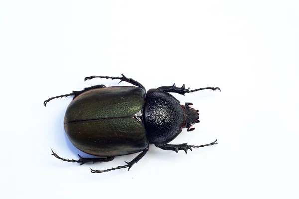 Coléoptère du Caucase (Chalcosoma chiron) isolé — Photo