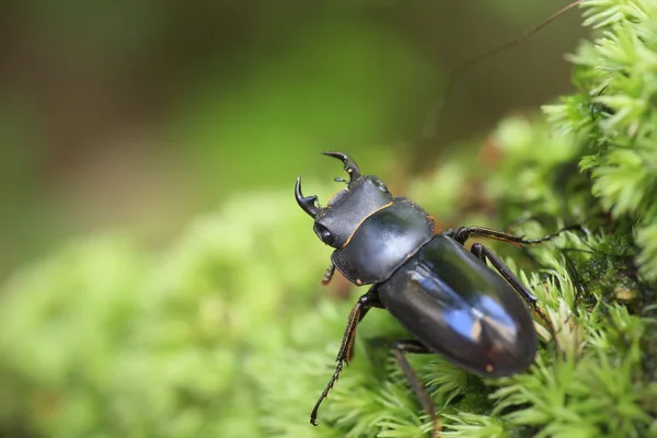 Okinawa małe stag beetle (Dorcus amamianus) w wyspę Amami, Japonia — Zdjęcie stockowe