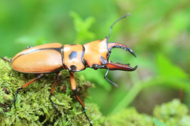 Homoderus mellyi stag beetle Afrika