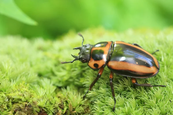 Homoderus mellyi stag beetle w Afryce — Zdjęcie stockowe