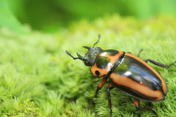 Homoderus mellyi stag beetle w Afryce — Zdjęcie stockowe