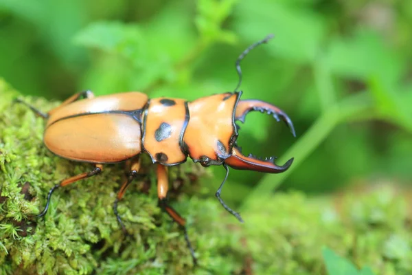 Homoderus mellyi stag Жук в Африці — стокове фото