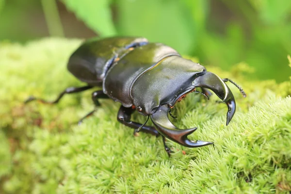 Japanese great stag beetle (Dorcus hopei hopei) in China