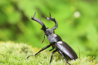 Tayvan Tayvan geyik geyik böceği (tür crenatus crenatus)