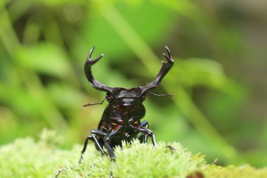 Tayvan Tayvan geyik geyik böceği (tür crenatus crenatus)
