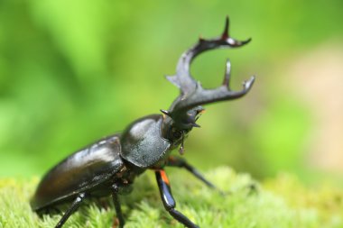 Tayvan Tayvan geyik geyik böceği (tür crenatus crenatus)