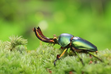 Erkek Papua Yeni Gine'de Papua stag beetle (Lamprima adolphinae)