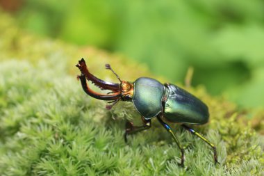 Erkek Papua Yeni Gine'de Papua stag beetle (Lamprima adolphinae)