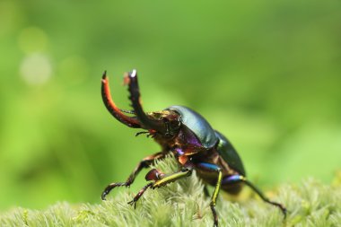 Erkek Papua Yeni Gine'de Papua stag beetle (Lamprima adolphinae)