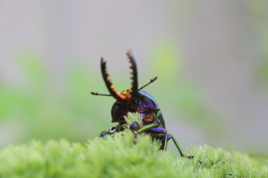 Erkek Papua Yeni Gine'de Papua stag beetle (Lamprima adolphinae)