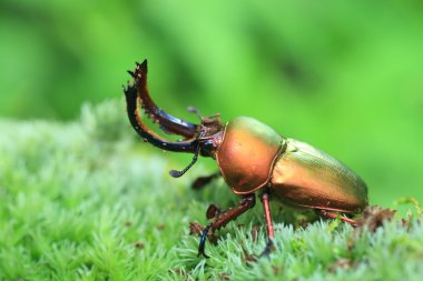 Erkek Papua Yeni Gine'de Papua stag beetle (Lamprima adolphinae)