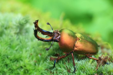 Erkek Papua Yeni Gine'de Papua stag beetle (Lamprima adolphinae)