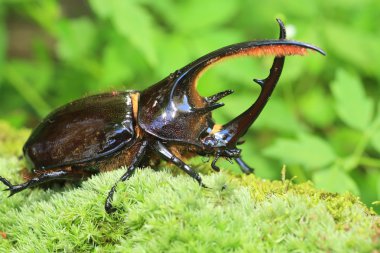 Neptunus böceği (Dynastes neptunus) Ekvador'da erkek