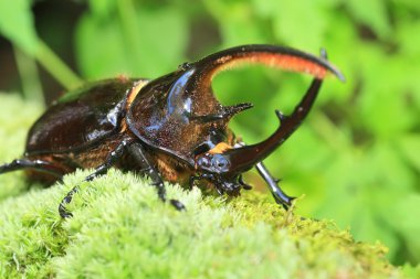 Neptunus böceği (Dynastes neptunus) Ekvador'da erkek
