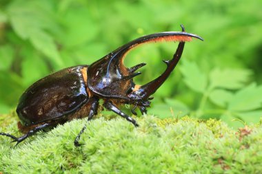 Neptunus beetle (Dynastes neptunus) male in Ecuador clipart