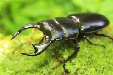 Antaeus stag beetle (Dorcus antaeus) Hindistan