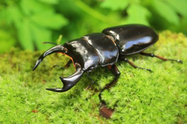 Antaeus stag beetle (Dorcus antaeus) Hindistan