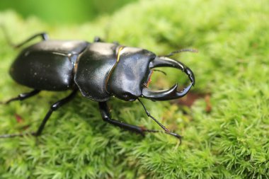 Neptunus böceği (Dynastes neptunus) Ekvador'da erkek