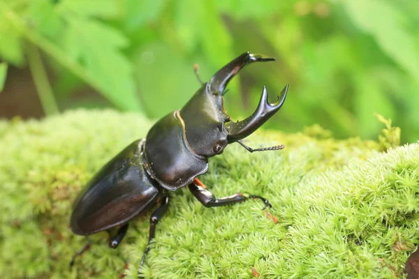 Gran escarabajo de ciervo japonés (Dorcus hopei hopei) en China — Foto de Stock