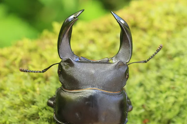 Japanese great stag beetle (Dorcus hopei hopei) in China — Stock Photo, Image