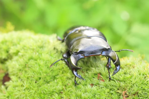 Grande cervo giapponese (Dorcus hopei hopei) in Cina — Foto Stock