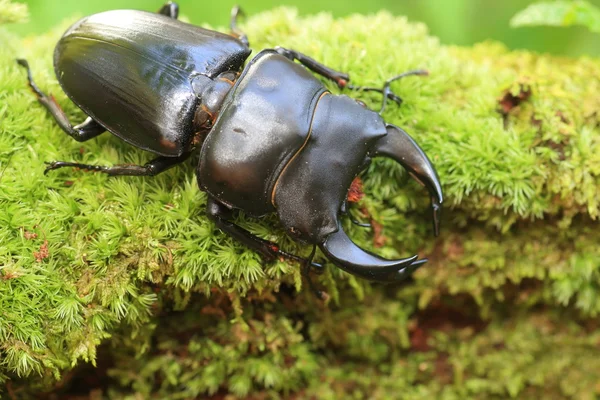 Gran escarabajo de ciervo japonés (Dorcus hopei hopei) en China — Foto de Stock