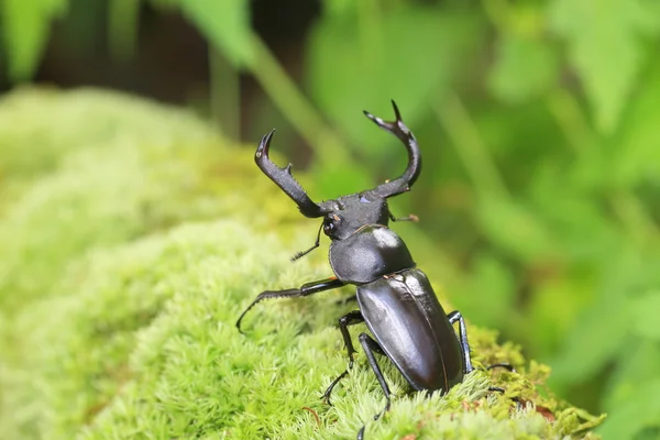 Tajvan tajvani szarvas szarvasbogár (Rhaetulus crenatus crenatus) — Stock Fotó