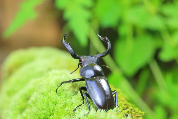 Tajvan tajvani szarvas szarvasbogár (Rhaetulus crenatus crenatus) — Stock Fotó