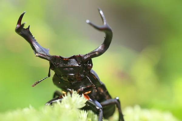 Escarabajo ciervo de Taiwán (Rhaetulus crenatus crenatus) en Taiwán — Foto de Stock