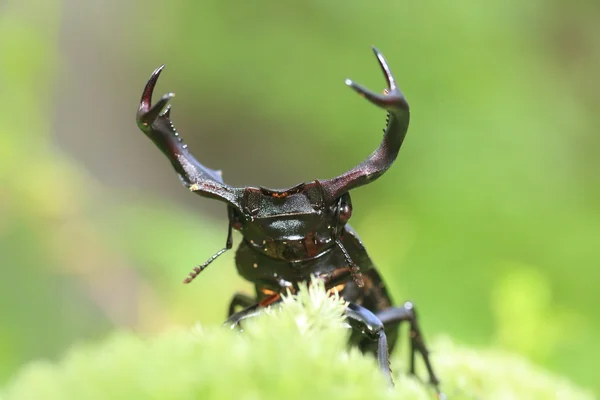 台湾で台湾鹿スタッグビートル (Rhaetulus crenatus crenatus) — ストック写真