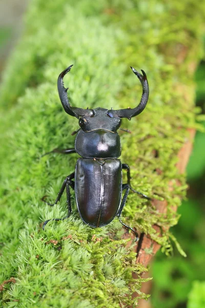 Tajwan jelenia stag beetle (Rhaetulus crenatus crenatus) na Tajwanie — Zdjęcie stockowe
