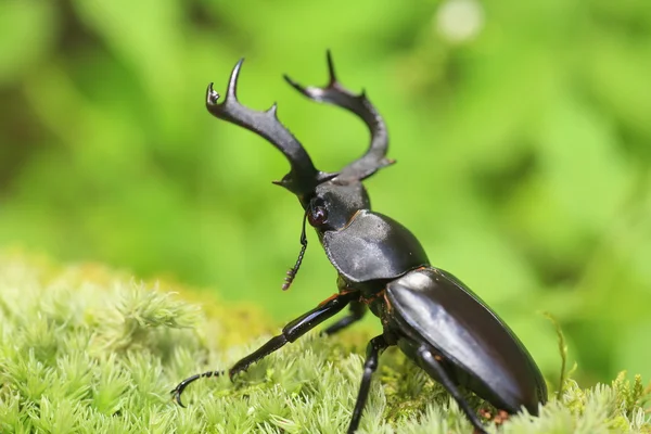 Escarabajo ciervo de Taiwán (Rhaetulus crenatus crenatus) en Taiwán — Foto de Stock