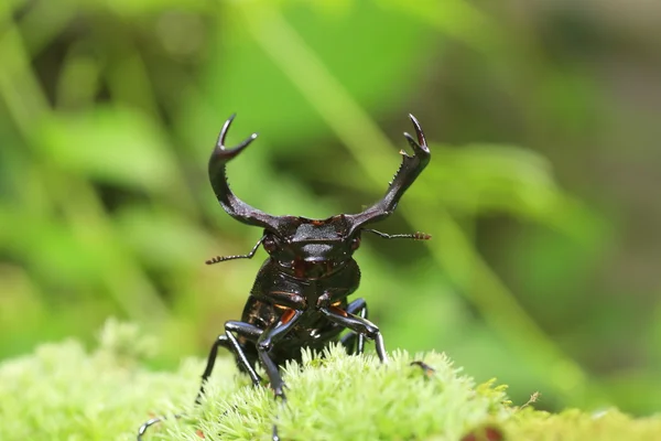 Escarabajo ciervo de Taiwán (Rhaetulus crenatus crenatus) en Taiwán — Foto de Stock