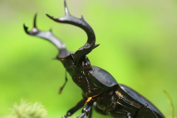 Taiwan rådjur Ekoxe (Rhaetulus crenatus crenatus) i Taiwan — Stockfoto