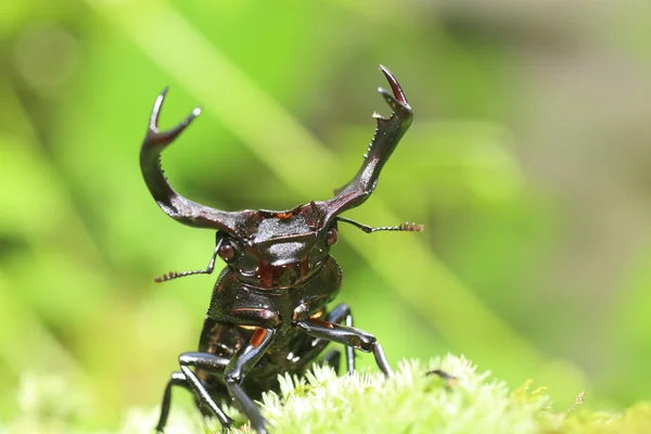 Tajvan tajvani szarvas szarvasbogár (Rhaetulus crenatus crenatus) — Stock Fotó