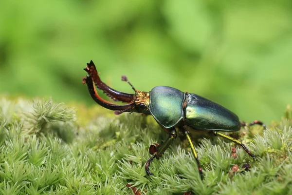 Papuan stag beetle (Lamprima adolphinae) male in Papua New Guinea — Stock Photo, Image