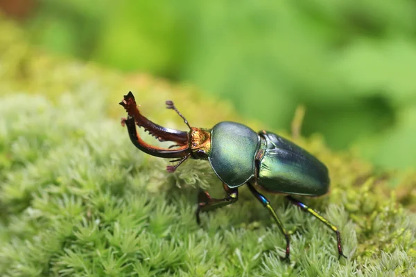 Besouro de veado papuano (Lamprima adolphinae) macho em Papua Nova Guiné — Fotografia de Stock