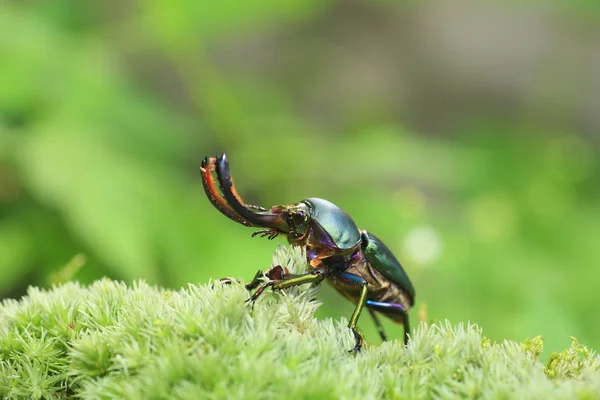 Papuanska Ekoxe (Lamprima adolphinae) manliga i Papua Nya Guinea — Stockfoto