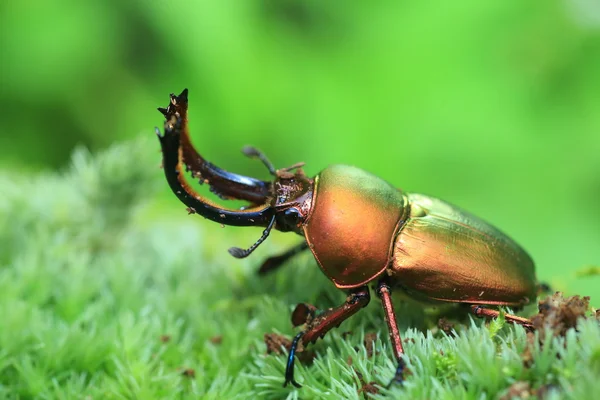 Mężczyzna w Papui-Nowej Gwinei papuaskie stag beetle (Lamprima adolphinae) — Zdjęcie stockowe